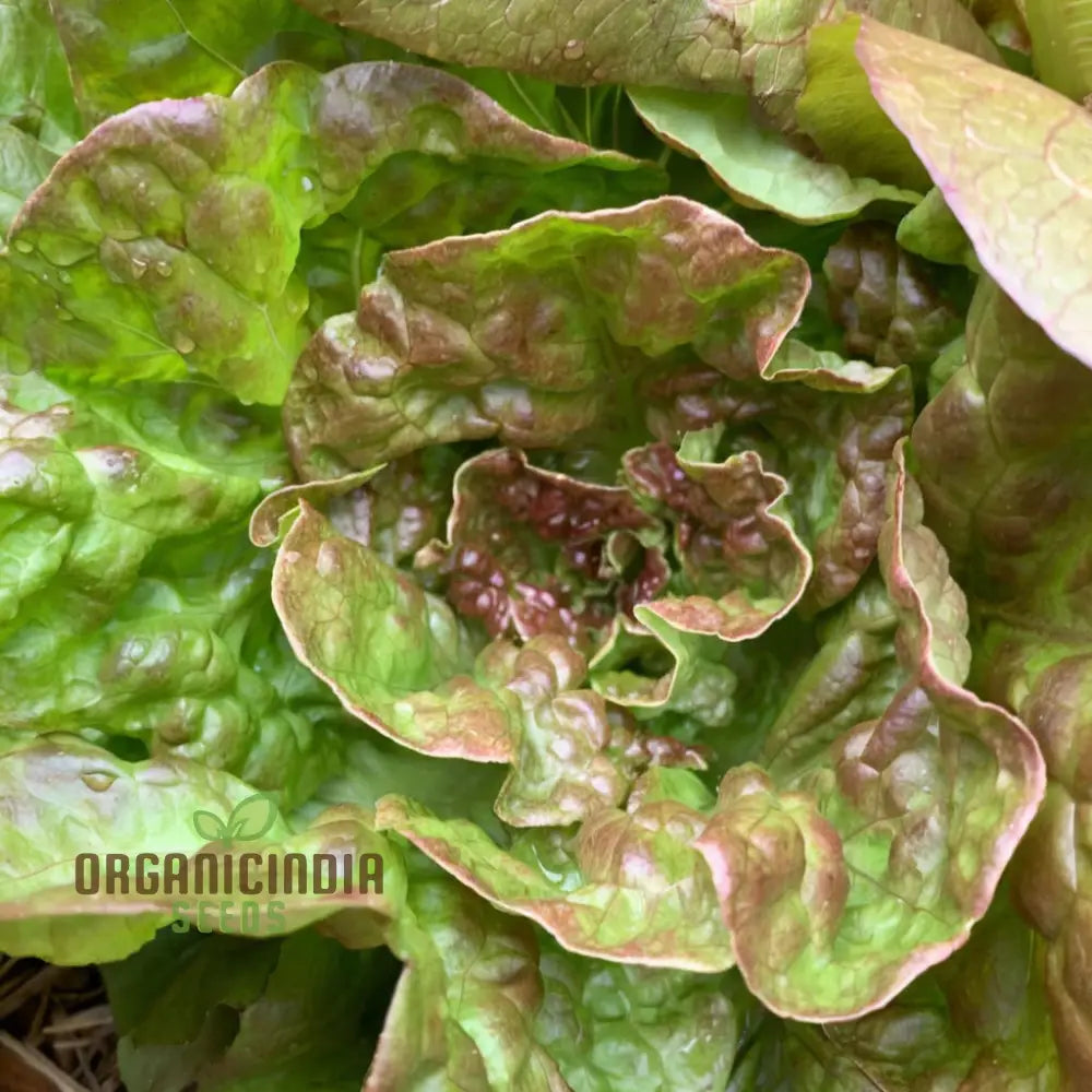 Lettuce Matrioska Split Pills Seeds – Elevate Your Gardening With Easy-To-Use High-Quality For