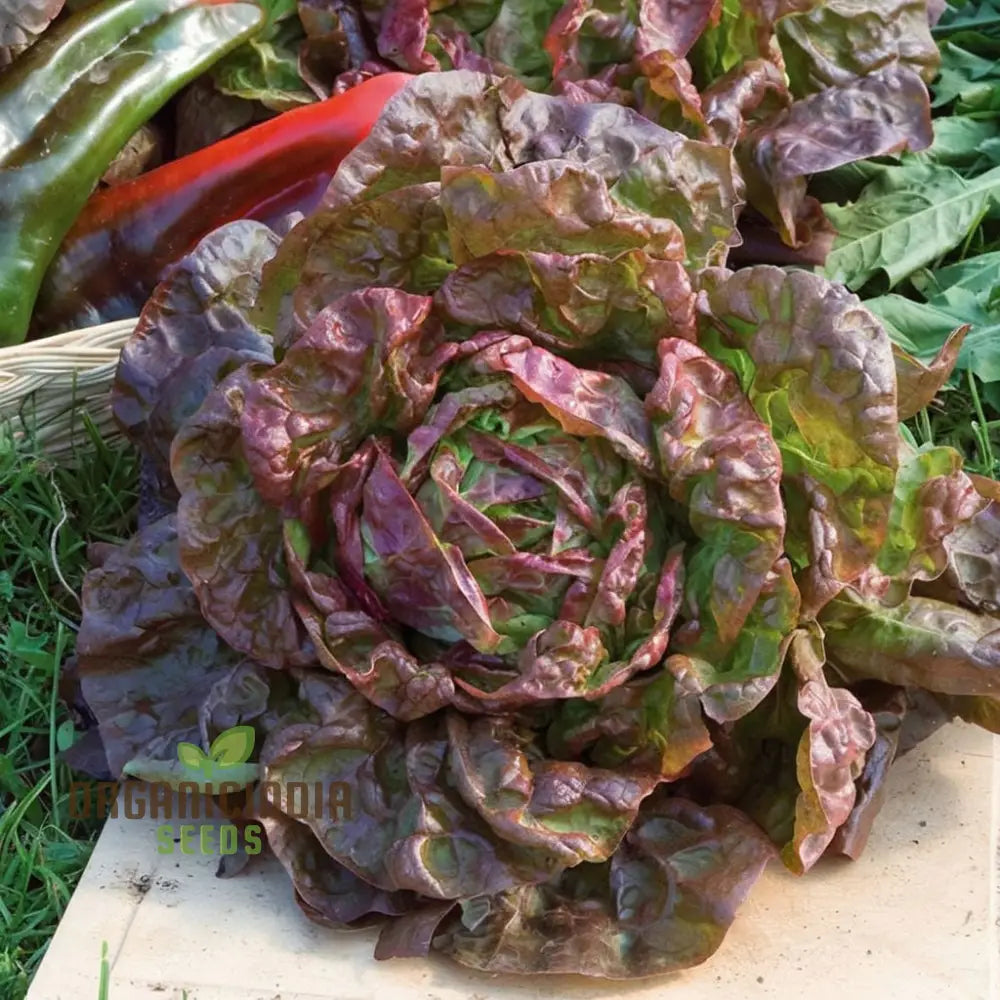 Lettuce Matrioska Split Pills Seeds – Elevate Your Gardening With Easy-To-Use High-Quality For