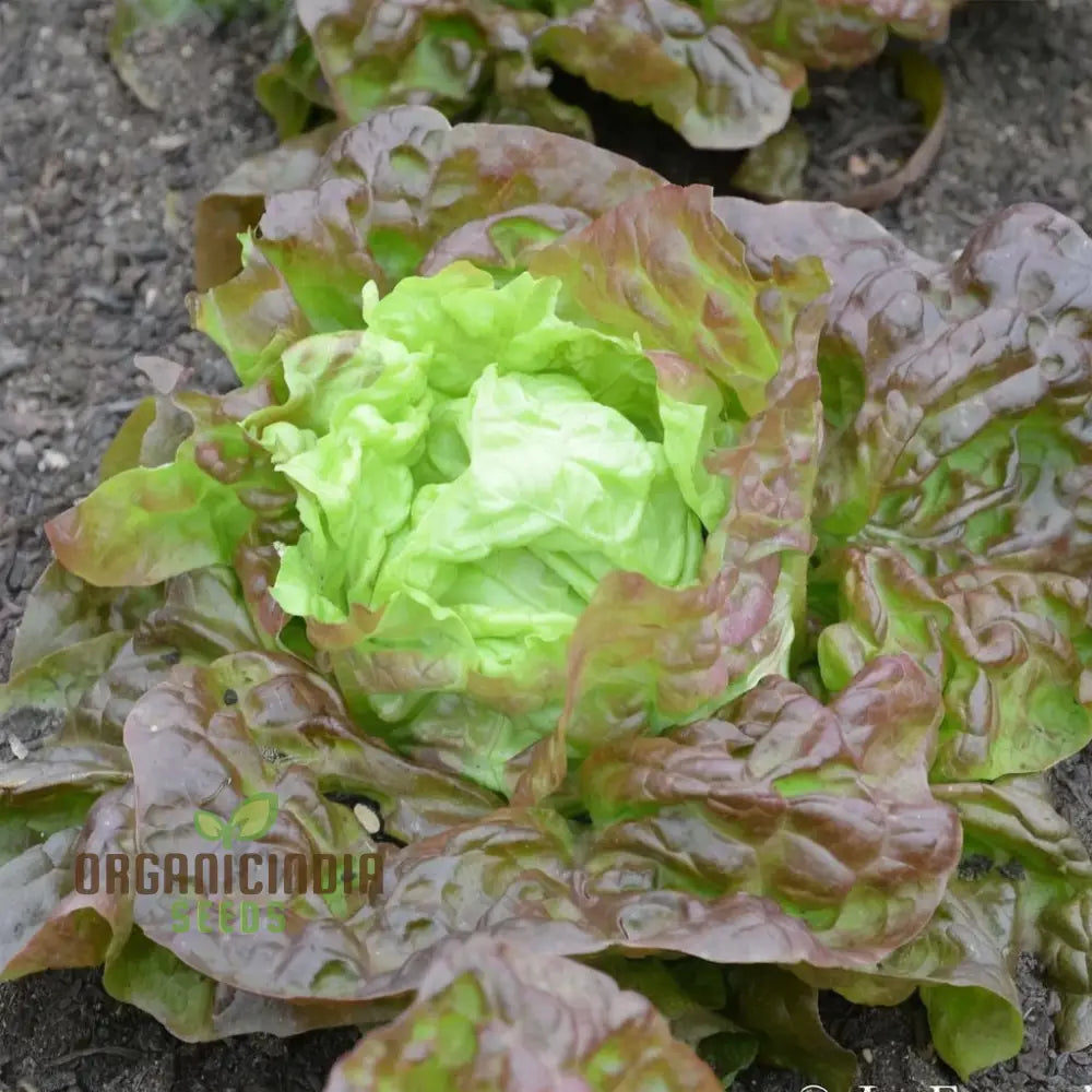 Lettuce Matrioska Split Pills Seeds – Elevate Your Gardening With Easy-To-Use High-Quality For