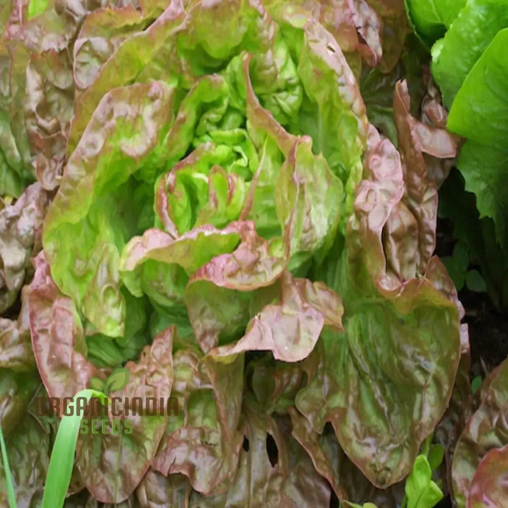 Lettuce Matrioska Split Pills Seeds – Elevate Your Gardening With Easy-To-Use High-Quality For