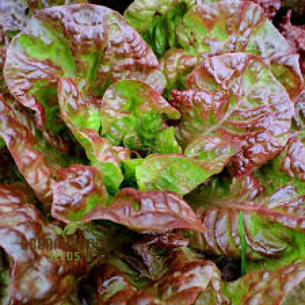 Lettuce Merveille Des Quatre Saisons Seeds For Year-Round Growth