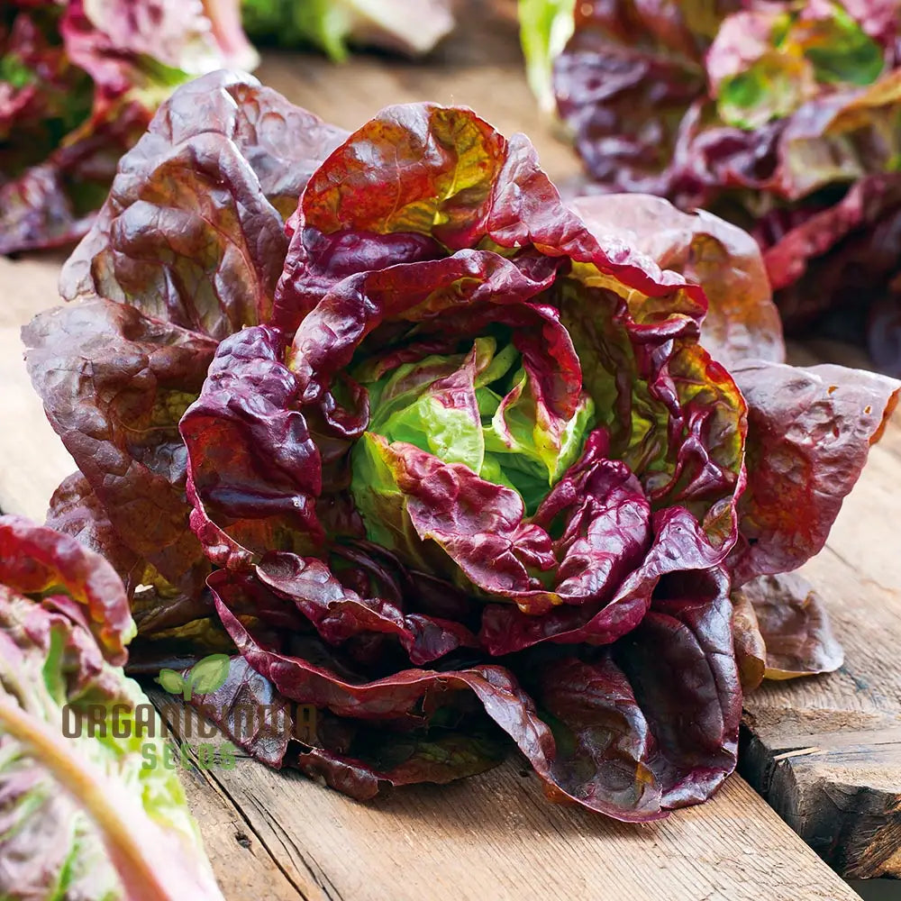 Lettuce Merveille Des Quatre Saisons Seeds For Year-Round Growth