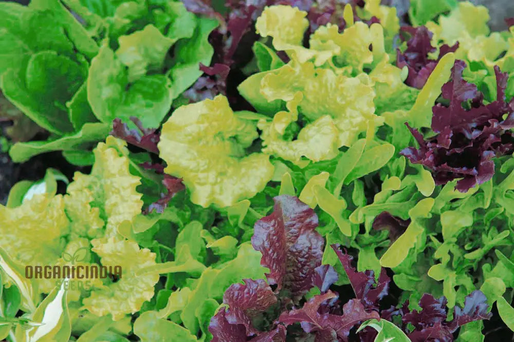 Lettuce Mixed Baby Leaf Vegetable Seeds For Planting Premium Home Gardeners