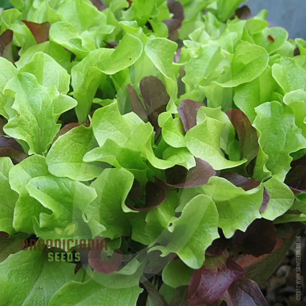 Lettuce Mixed Baby Leaf Vegetable Seeds For Planting Premium Home Gardeners