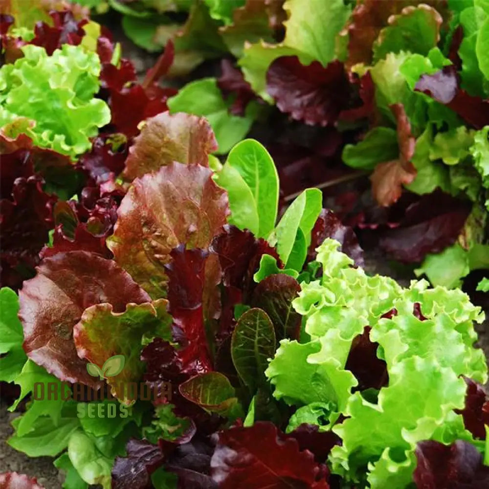 Lettuce Mixed Baby Leaf Vegetable Seeds For Planting Premium Home Gardeners