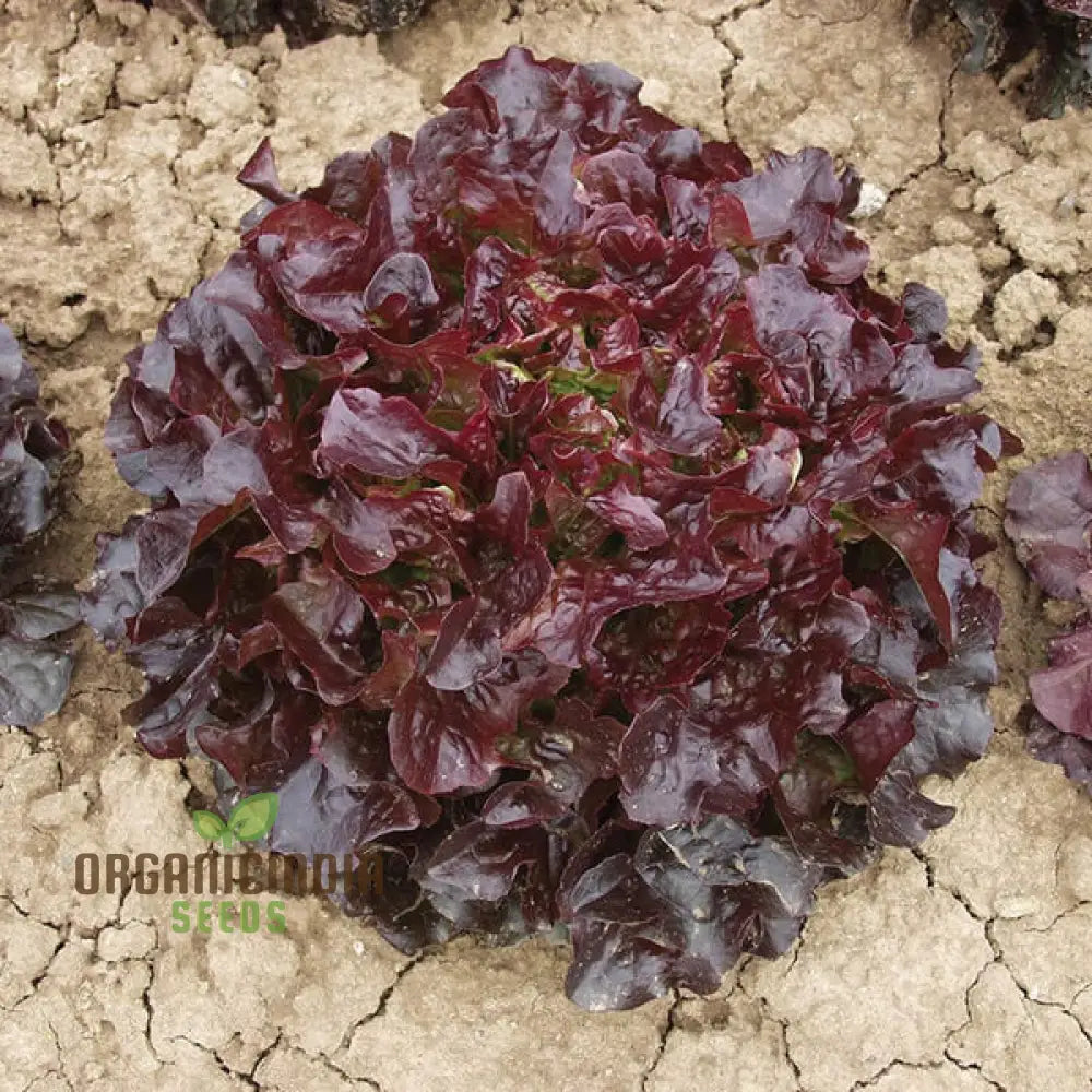 Lettuce - Navara (Split Pills) Vegetable Seeds For Planting High-Quality Easy To Grow Your Garden