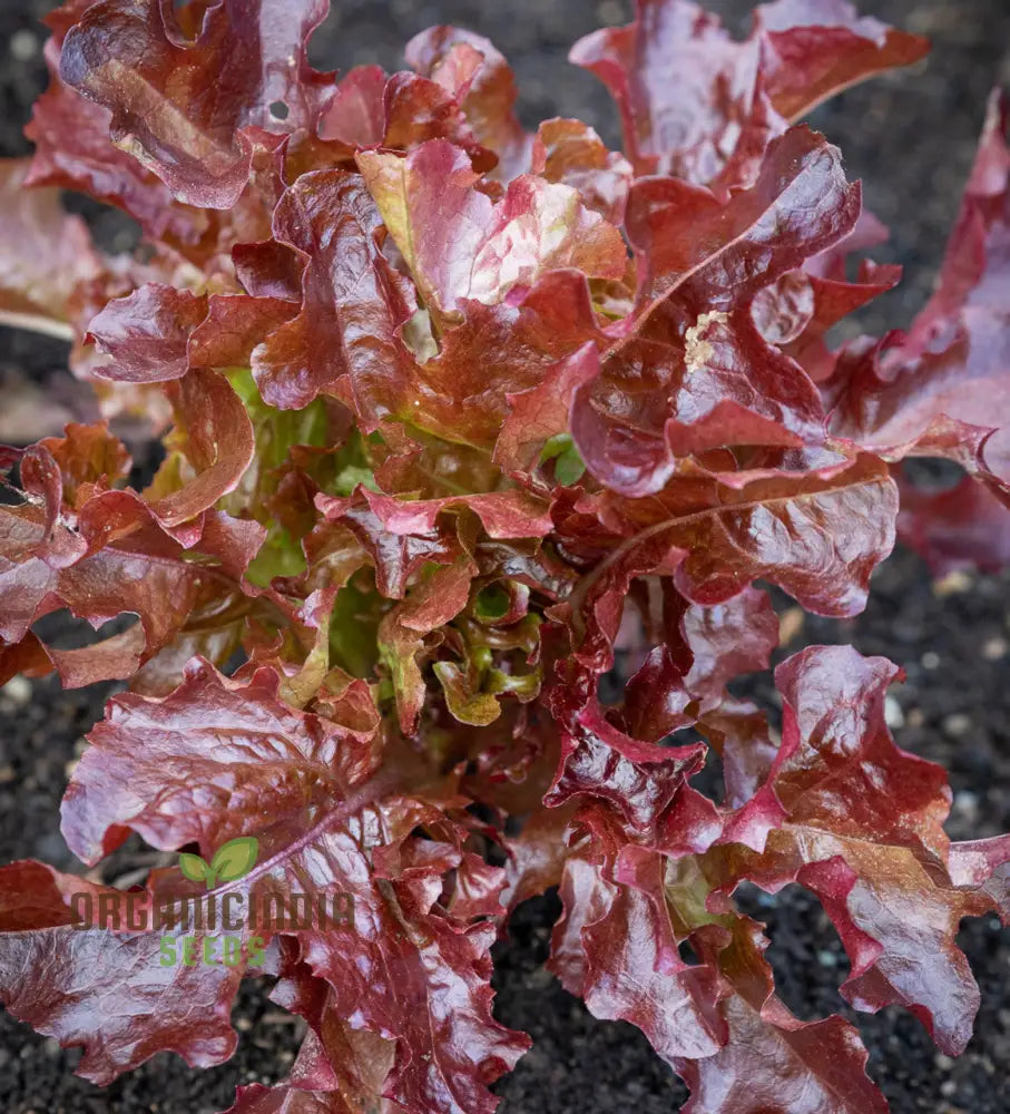 Lettuce - Navara (Split Pills) Vegetable Seeds For Planting High-Quality Easy To Grow Your Garden