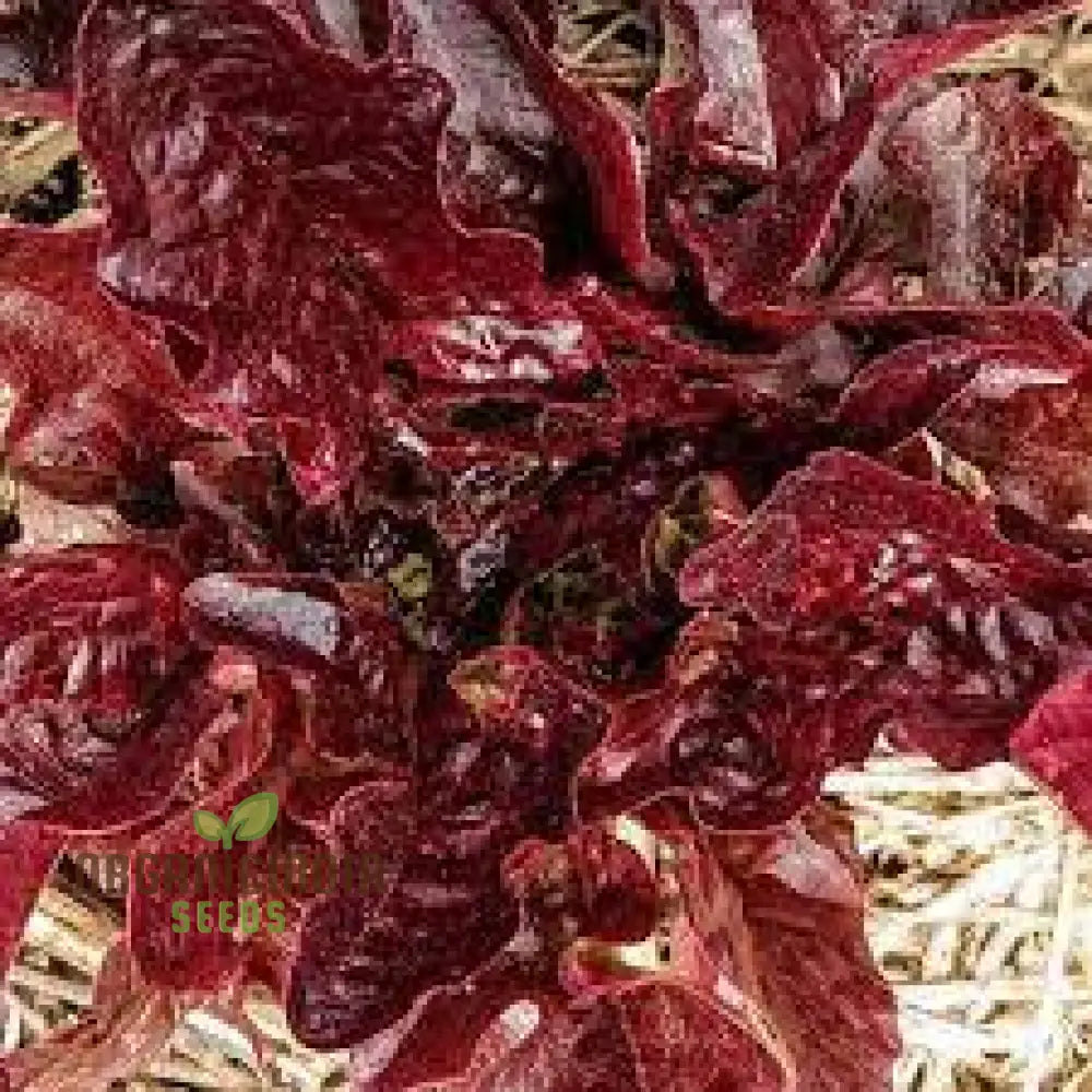 Lettuce - Navara (Split Pills) Vegetable Seeds For Planting High-Quality Easy To Grow Your Garden