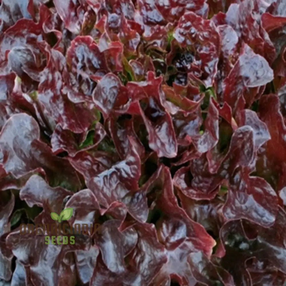 Lettuce - Navara (Split Pills) Vegetable Seeds For Planting High-Quality Easy To Grow Your Garden