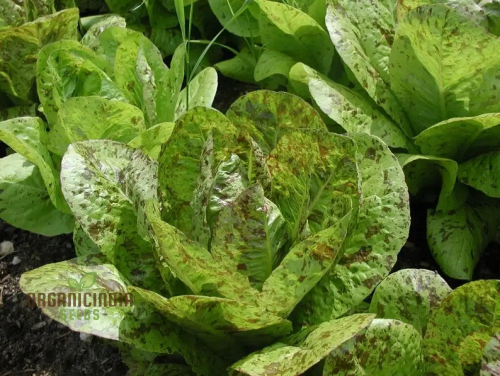 Lettuce - Romaine Freckles Seeds For Planting Unique Red-Flecked For Your Home Garden