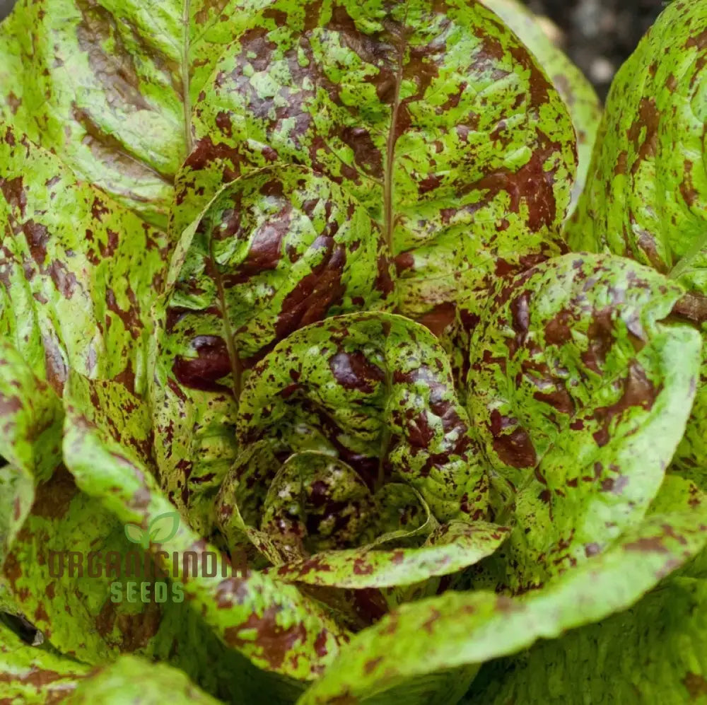 Lettuce - Romaine Freckles Seeds For Planting Unique Red-Flecked For Your Home Garden