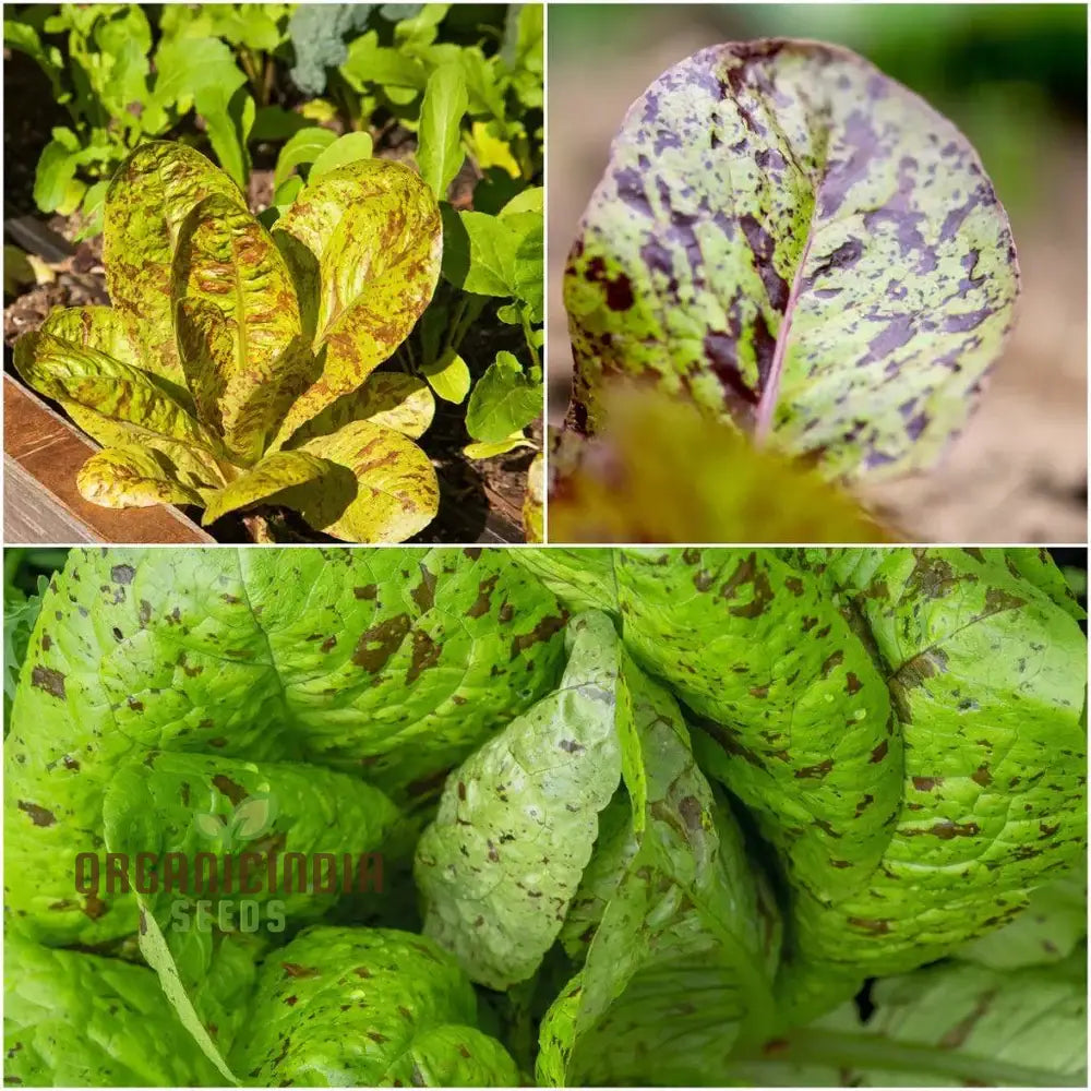 Lettuce - Romaine Freckles Seeds For Planting Unique Red-Flecked For Your Home Garden