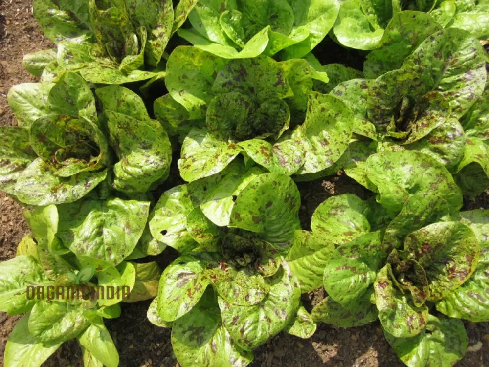 Lettuce - Romaine Freckles Seeds For Planting Unique Red-Flecked For Your Home Garden