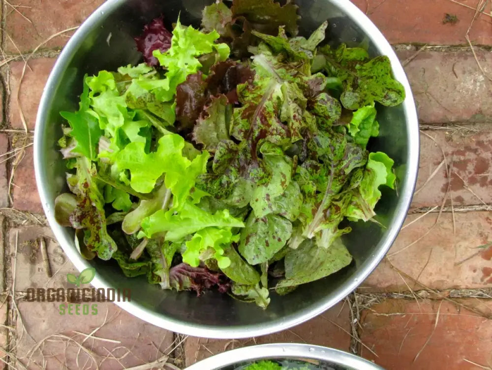 Lettuce - Romaine Freckles Seeds For Planting Unique Red-Flecked For Your Home Garden