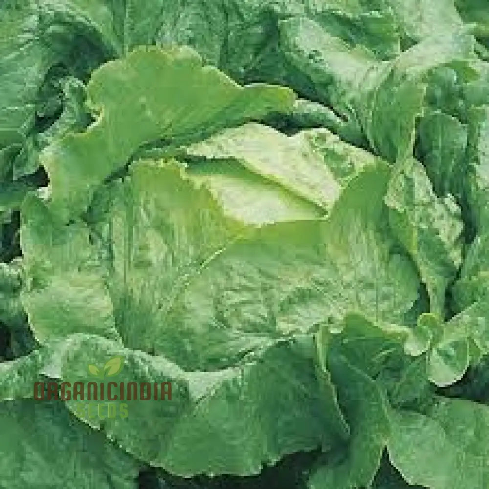 Lettuce Webbs Wonderful Vegetable Seeds For Planting High-Quality Home Gardening