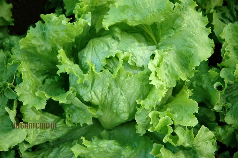 Lettuce Webbs Wonderful Vegetable Seeds For Planting High-Quality Home Gardening