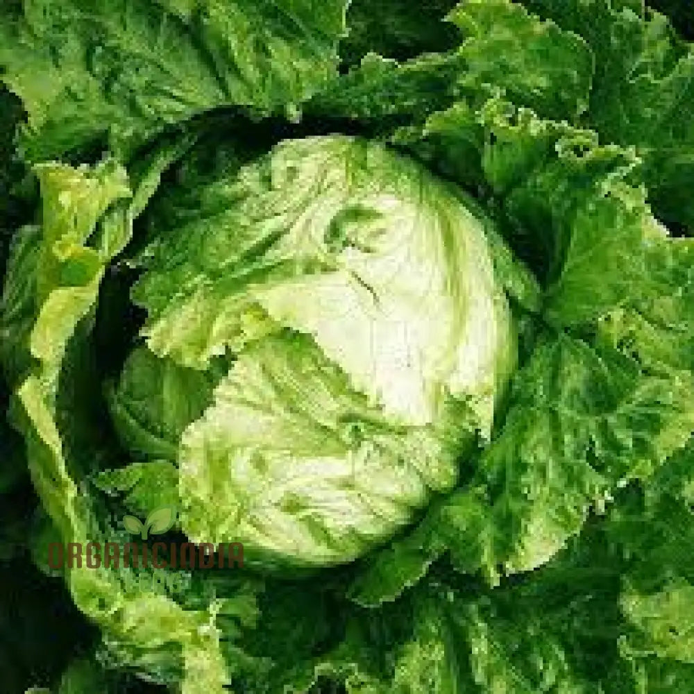 Lettuce Webbs Wonderful Vegetable Seeds For Planting High-Quality Home Gardening