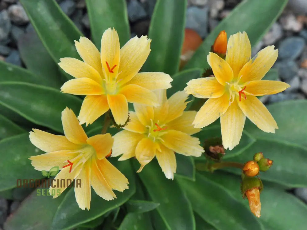 Lewisia Longipetala â€™Little Mangoâ€™ Seeds â€“ Cultivate Vibrant Beauty And Long-Lasting Blooms