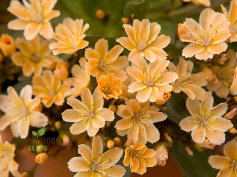 Lewisia Longipetala â€™Little Mangoâ€™ Seeds â€“ Cultivate Vibrant Beauty And Long-Lasting Blooms