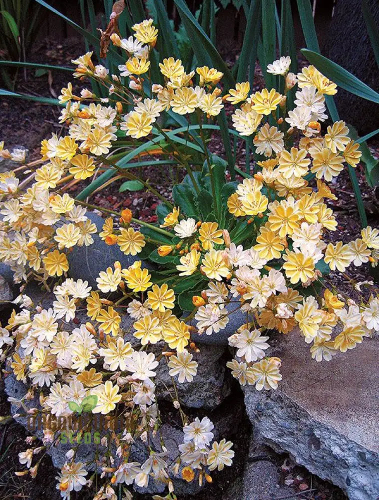 Lewisia Longipetala â€™Little Mangoâ€™ Seeds â€“ Cultivate Vibrant Beauty And Long-Lasting Blooms