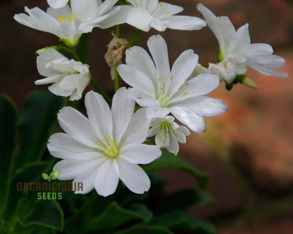 Lewisia Oppositifolia Seeds For Enthusiastic Gardeners Seeking Unique Blooms!