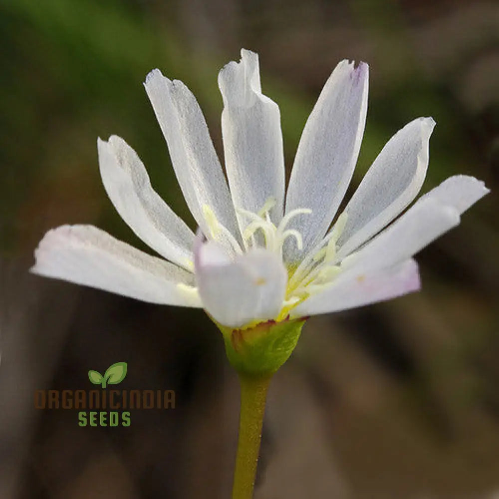 Lewisia Oppositifolia Seeds For Enthusiastic Gardeners Seeking Unique Blooms!