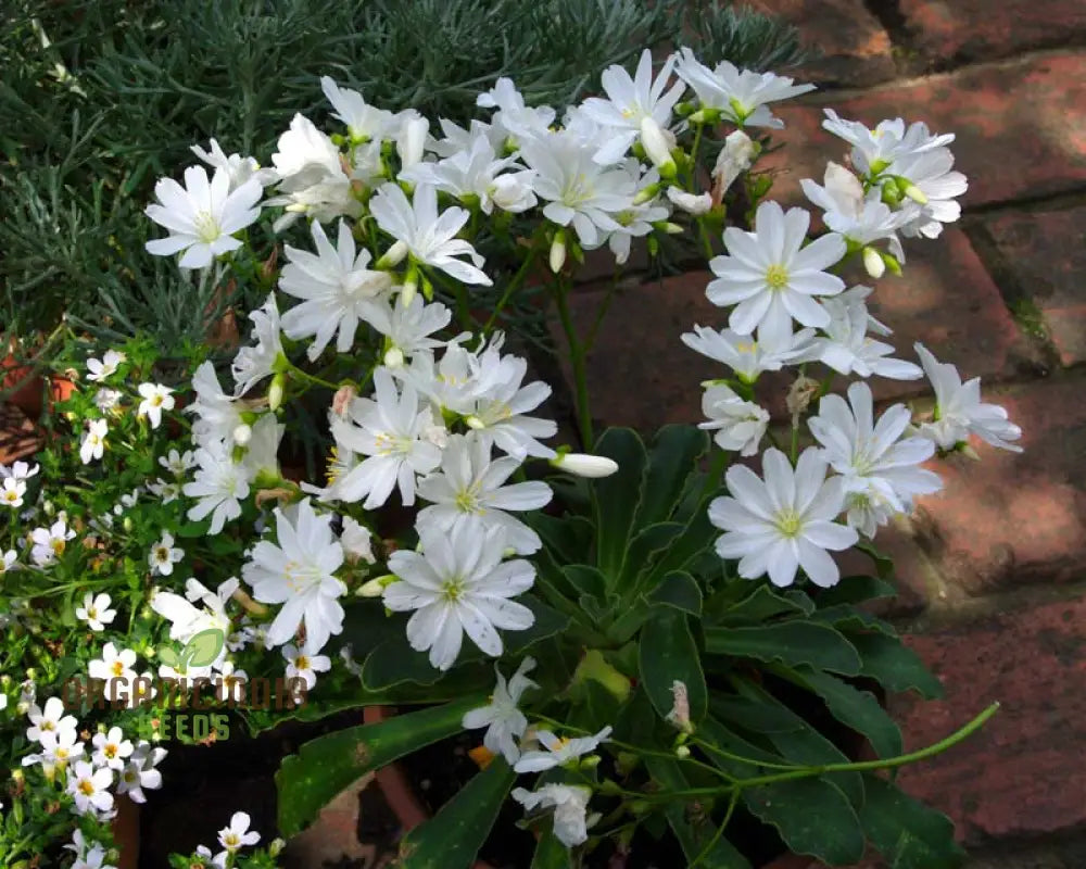 Lewisia Oppositifolia Seeds For Enthusiastic Gardeners Seeking Unique Blooms!