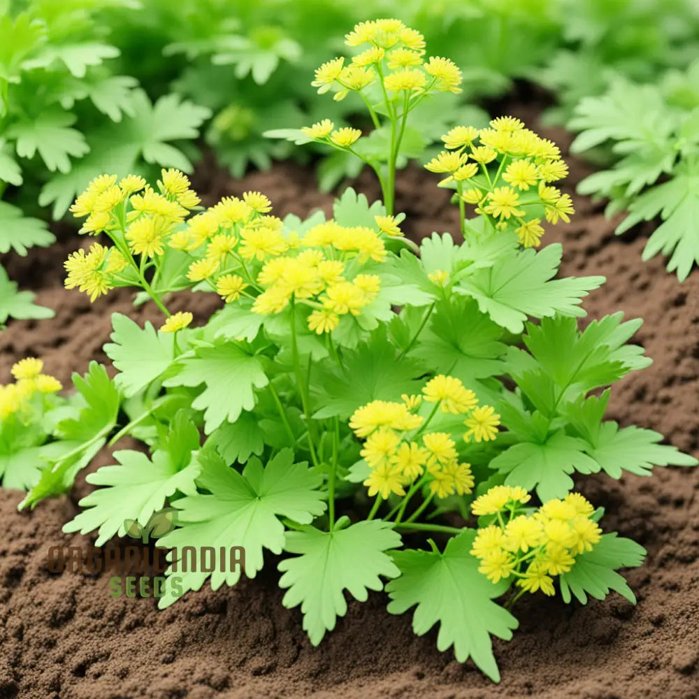 Light Green Lovage Plant Seeds Grow Your Own Fresh Flavor With Premium Herb For Planting 100 Pcs