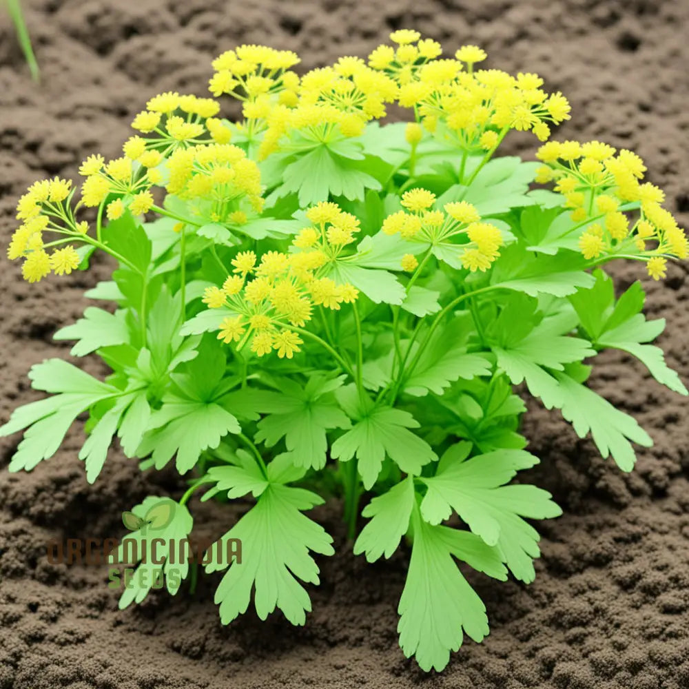 Light Green Lovage Plant Seeds Grow Your Own Fresh Flavor With Premium Herb For Planting 1000 Pcs