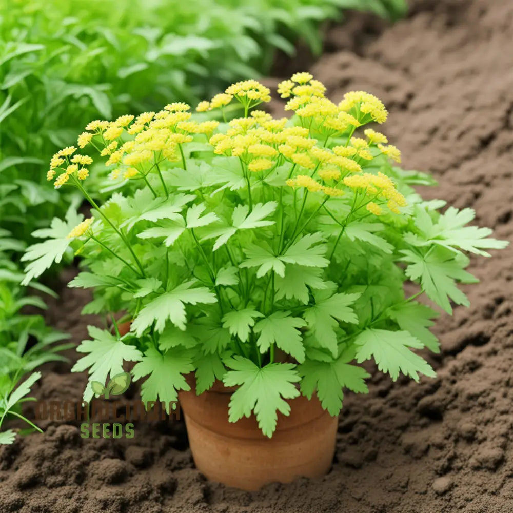 Light Green Lovage Plant Seeds Grow Your Own Fresh Flavor With Premium Herb For Planting 500 Pcs