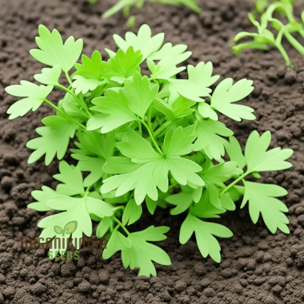 Light Green Lovage Plant Seeds Grow Your Own Fresh Flavor With Premium Herb For Planting