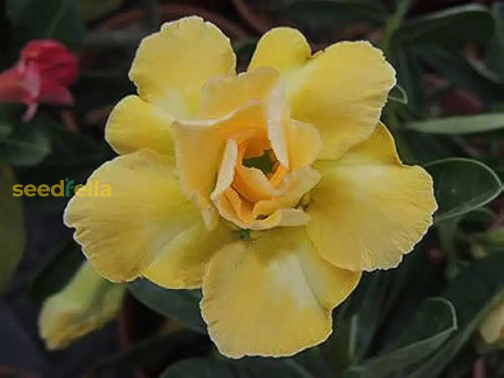 Light Lemon Adenium Flower Seeds For Vibrant Planting