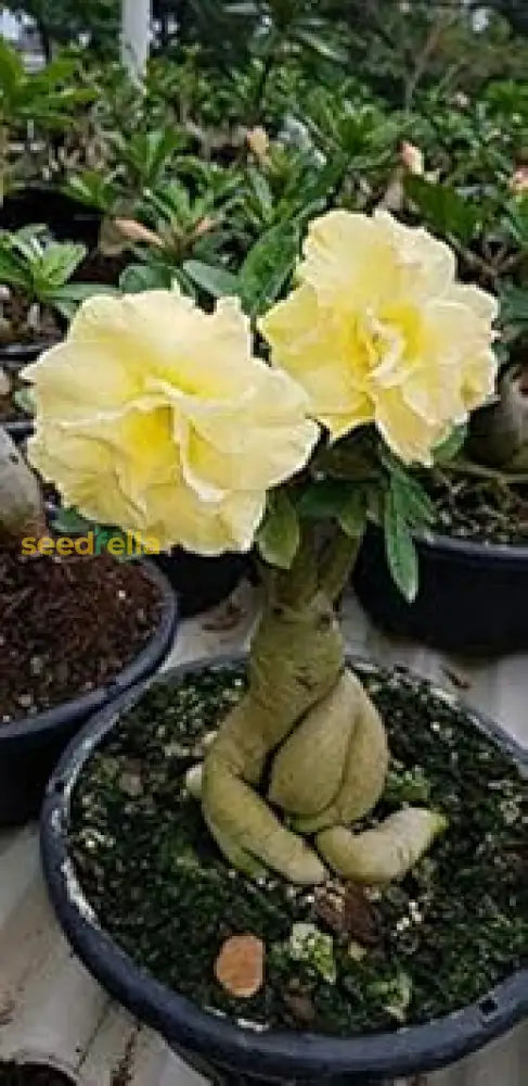 Light Lemon Adenium Flower Seeds For Vibrant Planting