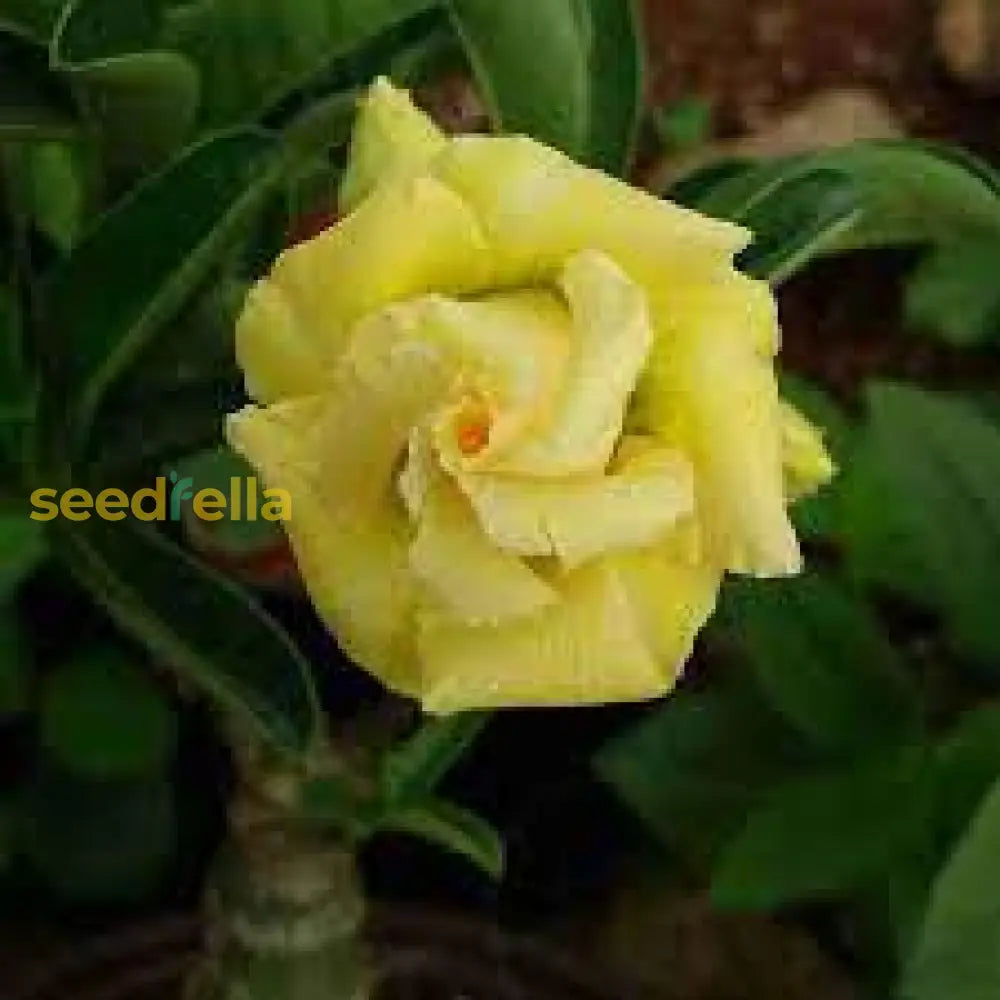 Light Lemon Adenium Flower Seeds For Vibrant Planting