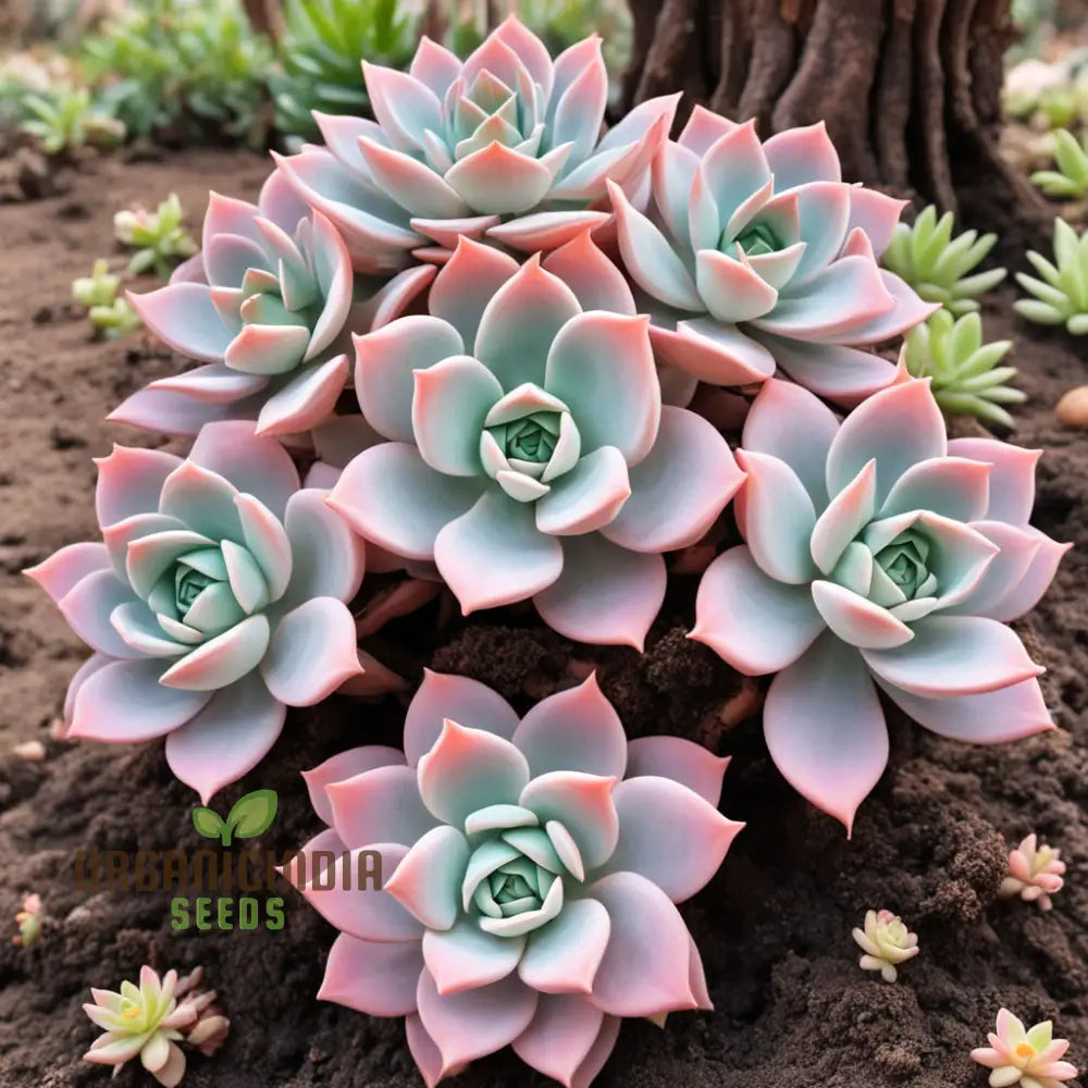 Light Pink Echeveria Laue Flower Seeds Elegant Succulent Blooms For Your Garden Annuals