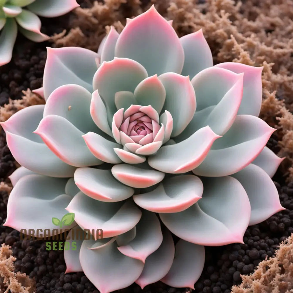 Light Pink Echeveria Laue Flower Seeds Elegant Succulent Blooms For Your Garden Annuals