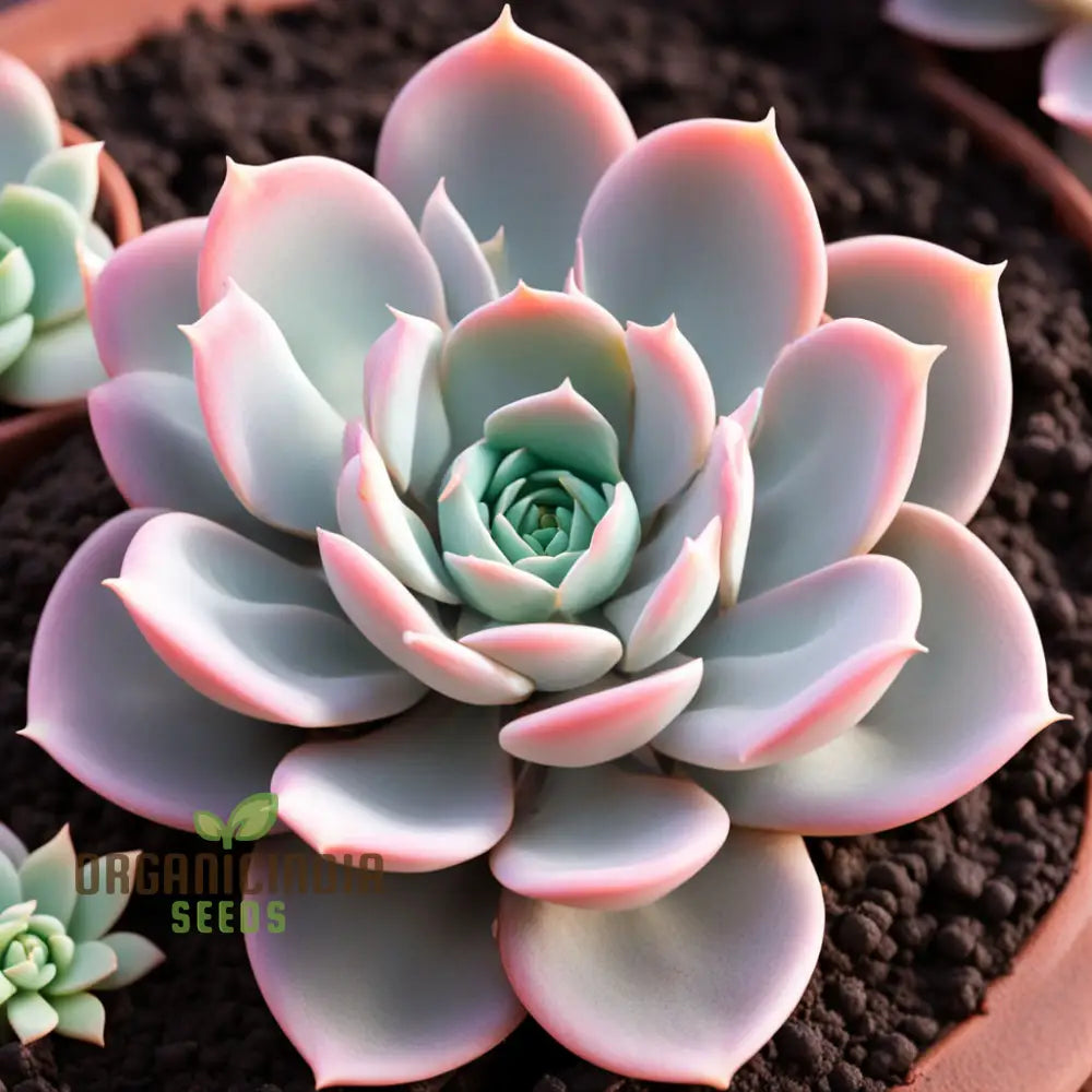 Light Pink Echeveria Laue Flower Seeds Elegant Succulent Blooms For Your Garden Annuals