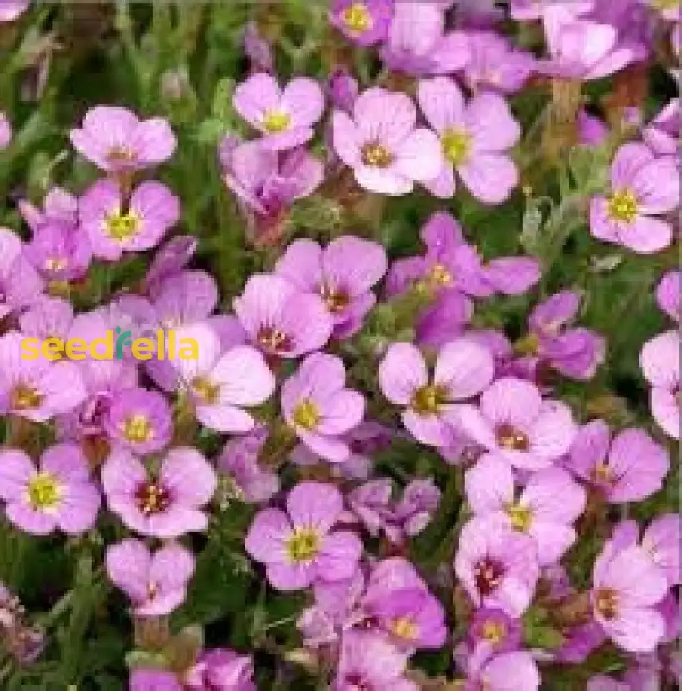 Light Pink Rock Cress Flower Seeds For Planting Easy-Grow Perennial