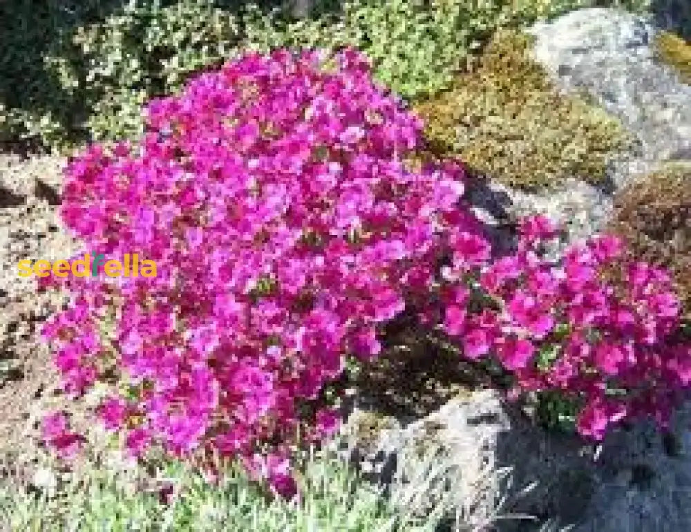 Light Pink Rock Cress Flower Seeds For Planting Easy-Grow Perennial