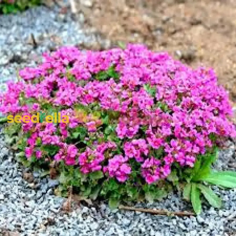 Light Pink Rock Cress Flower Seeds For Planting Easy-Grow Perennial