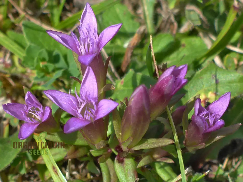 Light Purple Gentian Flower Seeds For Planting Expert Guide To Cultivating Beautiful Blooms