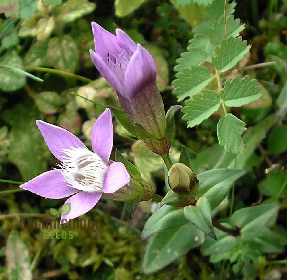 Light Purple Gentian Flower Seeds For Planting Expert Guide To Cultivating Beautiful Blooms