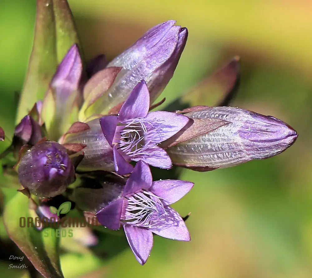 Light Purple Gentian Flower Seeds For Planting Expert Guide To Cultivating Beautiful Blooms