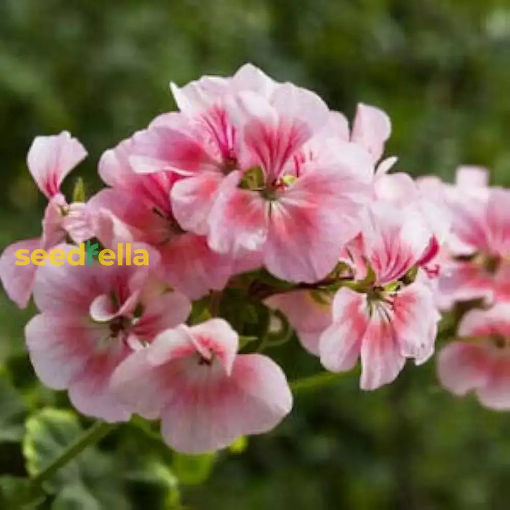 Light Red Geranium Flower Seeds For Planting | Annual Vibrant Gardens