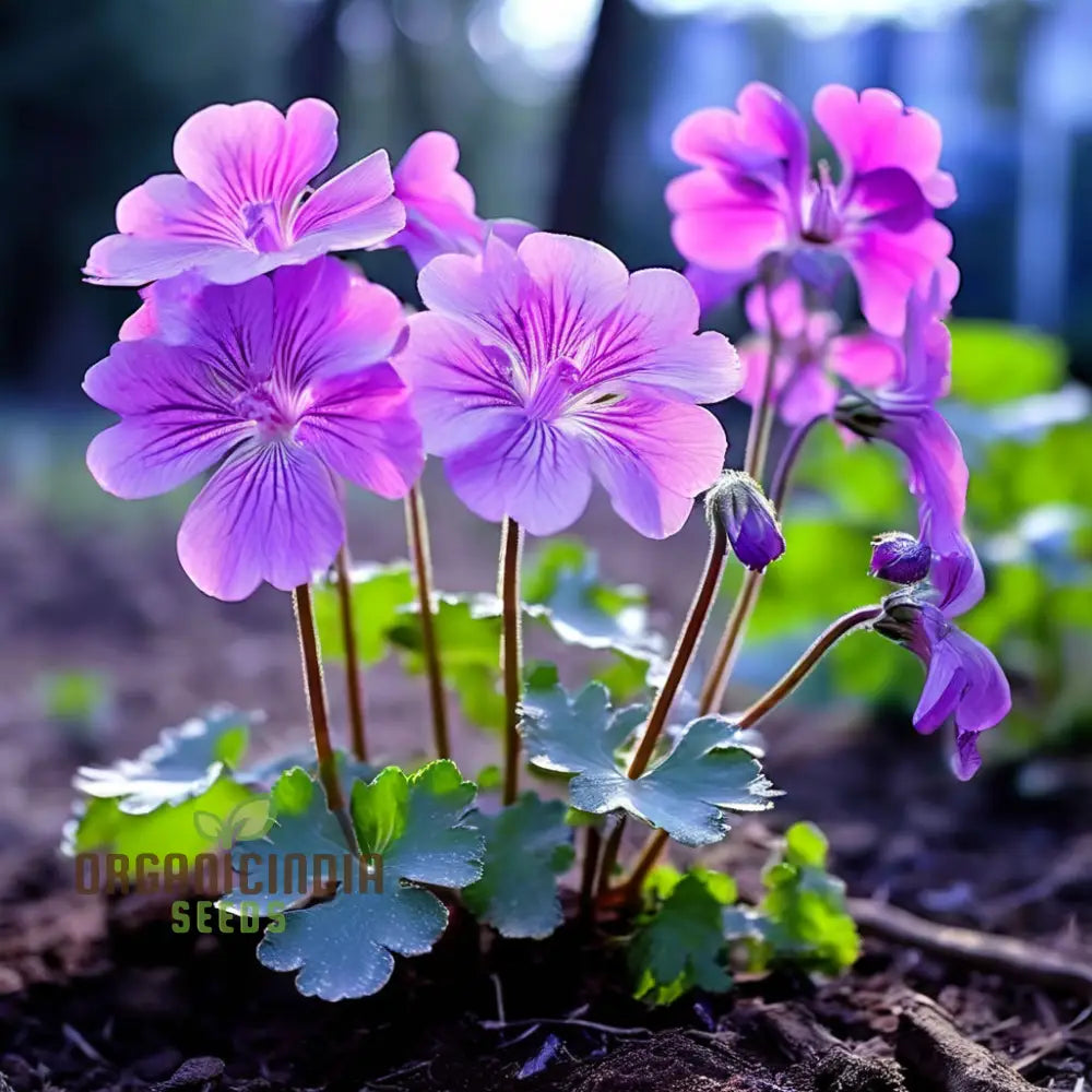 Light Violet Climbing Geranium Flower Seeds: Cultivate Stunning Vertical Blooms For Your Garden