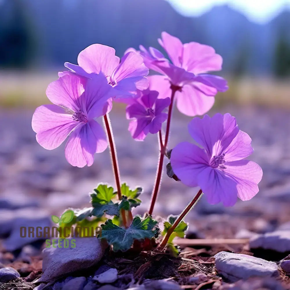 Light Violet Climbing Geranium Flower Seeds: Cultivate Stunning Vertical Blooms For Your Garden