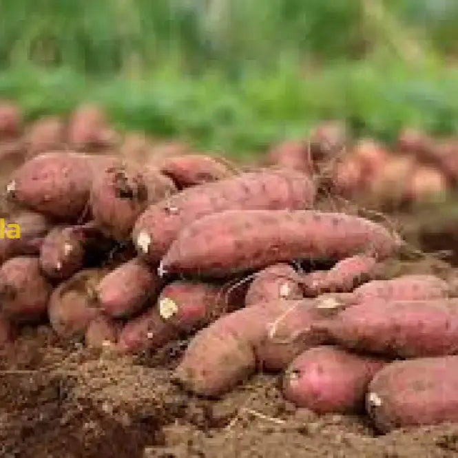 Light Violet Sweet Potato Seeds For Easy Planting Vegetable Seeds