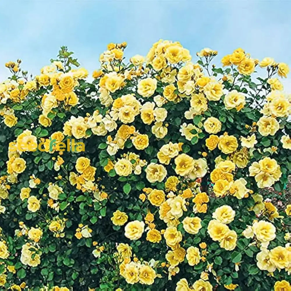 Light Yellow Climbing Rose Seeds For Planting - Beautiful Garden Climber Roses Flower