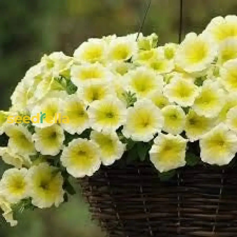 Light Yellow Petunia Seeds For Planting Annual Blooms Flower