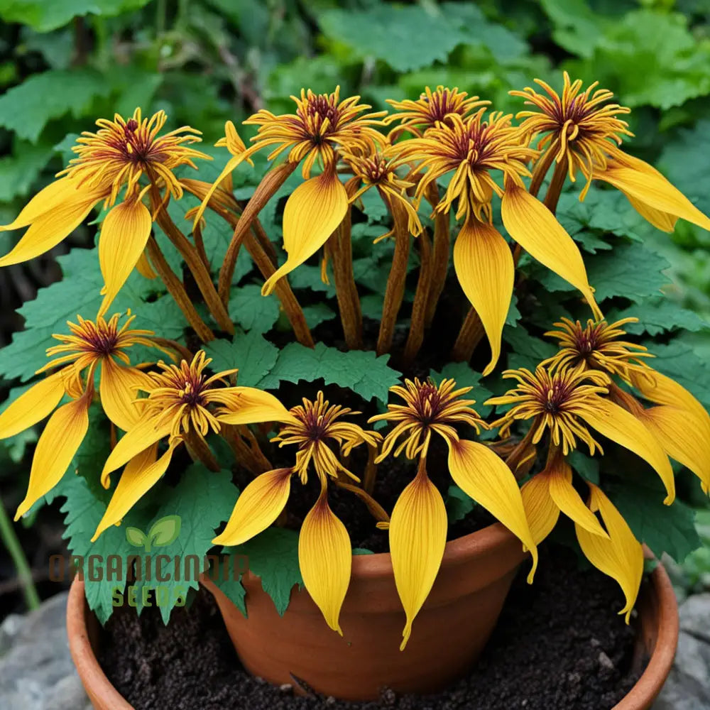 Ligularia Flower Seeds â€“ Elevate Your Gardening Experience With Bold Eye-Catching Blooms And Lush